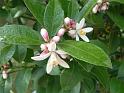 Lemon flowers Lots A Lemon 